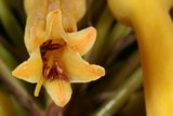 Stunning Yellow Blossom with Brown Stamen