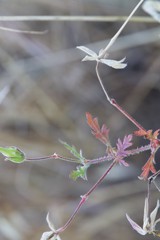 Delicate Desert Geranium in Late Spring Bloom