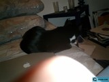 The Feline Techie