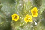 Burst of Yellow Blooms
