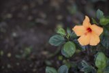 Lone Orange Flower in the Green