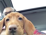 Man and Two Canine Companions Take a Roadtrip