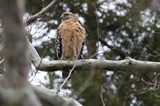Red-Shouldered Hawk Perched on Birch Branch