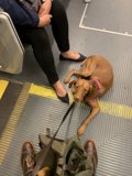 Subway Pup