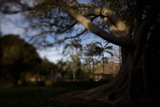 Majestic Tree with a Large Trunk and Branch