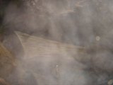 Enveloped in a Mystical Nature