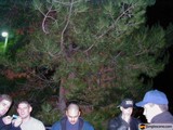 Nighttime Gathering Around a Tall Pine Tree
