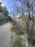 A Canine's Path through the Wilderness
