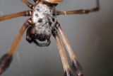 The Elegant Garden Spider