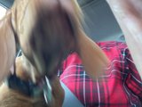 Canine Companion