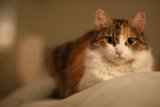 Cozy Companion