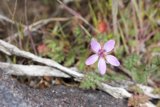 Tiny Purple Gem