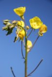 Golden Blooms in the Blue Sky