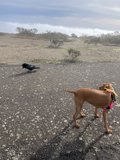 An Adventure with Two Furry Friends