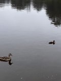 Floating Cow in Mountain Lake