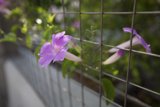 A Peek Through