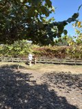 Harvest Stroll in Napa