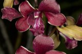Radiant Orchid