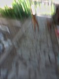 Blurry Pup on Altadena Sidewalk