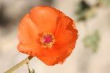 Stunning Orange Flower with a Yellow Center