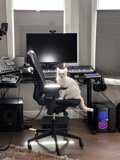 White Cat in the Office