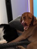 Furry Friends on the Couch