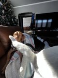Christmas Comforts
