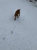 Winter Walkies
