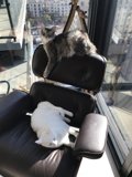 Feline Friends Enjoy the LA Sun