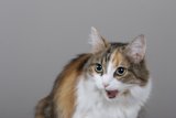Chatty Calico