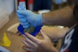 Blue-Gloved Hands Hold Spicy Rum