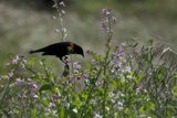 Harmony in the Grasslands