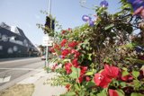 Flower-Filled Streetscape