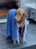 Cozy Vizsla