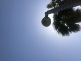 Sun-kissed Palm Tree and Street Light