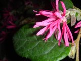 Pink Blossom with Lush Foliage