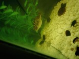 The Aquatic World Within: A Fish Tank Wonderland