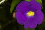 Geranium with Vibrant Purple Petals