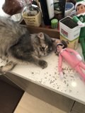 Feline Friends