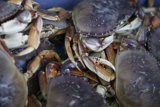 Crabs in a Container