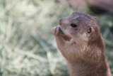 Small Rodent Stands on Hind Legs