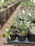 Potted Plants Galore