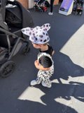 Spotted Adventures in Sausalito