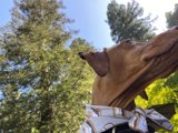 Formal Pup in the Woods