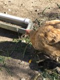 A Mother Hen and Her Chick