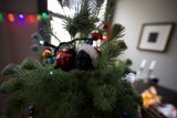 Decking the Halls with a Festive Fir Tree