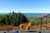 Canine Contemplation at the Coast