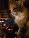 Feline Chill-Out Session