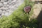 Pink Rose Against Stone Wall