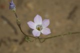 Pink Geranium Blossom